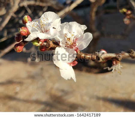apricot flower on unfocused background