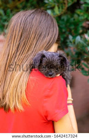 Little girl holding a Chihuahua puppy in her arms. Little dog laid her head on the shoulder of a girl in a pink T-shirt