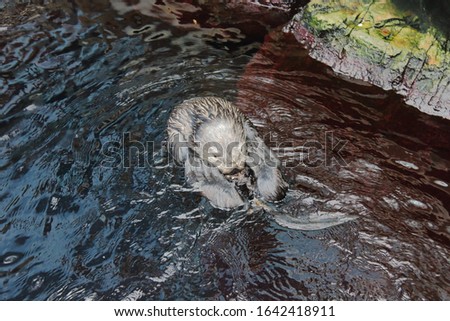 Otter cleaning in water curled