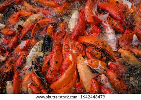 Pool full of red, black and white koi carp fighting for food. Royalty free stock photo.