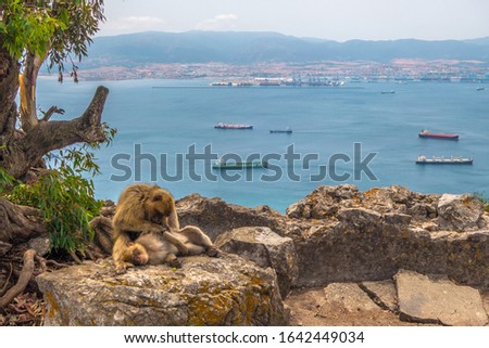Monkey grooming another monkey in Gibraltar with the sea in the background full of container ships. Royalty free stock photo.