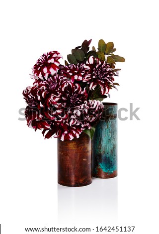 Still life photography of deep red and white striped dahlia flowers in a copper metal vase against a white background