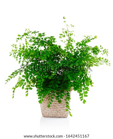 Still life photography of a potted maiden hair fern in a basket against a white background