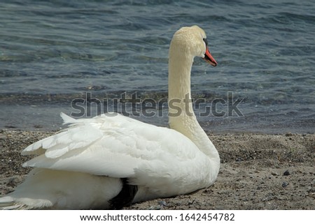 A Swan on a Beach on the Baltic Sea