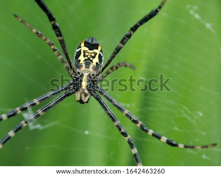 macro Argiope pulchella spider on web.