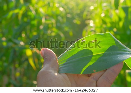 plant disease picture concept. holes of corn leaves from plant pests at agriculture field. 