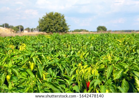 green garden with cultivated peppers 