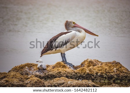 Pelican at a river resting on a rock.