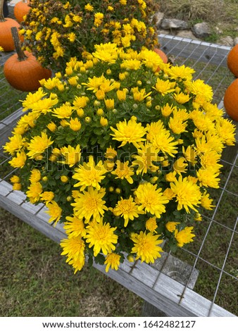 Yellow Mums at a Pumpkin Patch