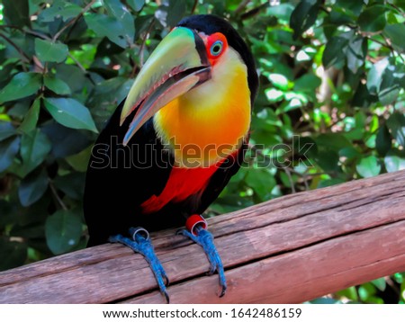 

Toucan bird photo toucan in brazil