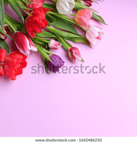 Spring season abstract background. Multicolored tulips frame on pink surface. Mother's day, Women day, seasonal concept. Copy space.