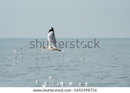 Bird (Seagulls, Laridae, Chroicocephalus brunnicephalus) white and gray color flying on the sky at a nature sea