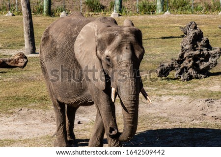 Picture of an African elephant
