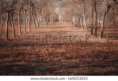 Neatly lined woods and fallen leaves outdoors in autumn and winter