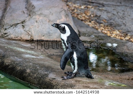 Picture of a South African penguin