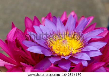 Bloomed lotus close up picture