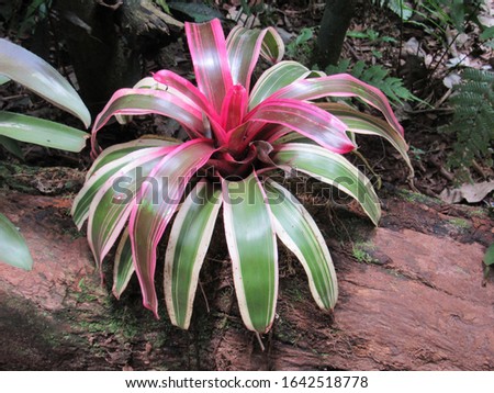 
photos of the bromelia flower taken in the forest