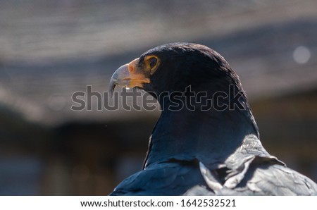 african bateleur eagle in close up