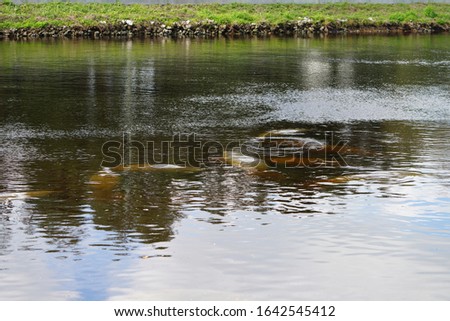View of manatees underwater at the Manatee Park near the Florida Power and Light Company in Fort Myers, Florida