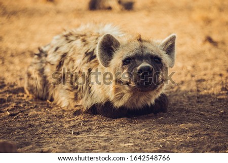 Spotted Hyena (Crocuta crocuta) lie on the ground, taken in South Africa