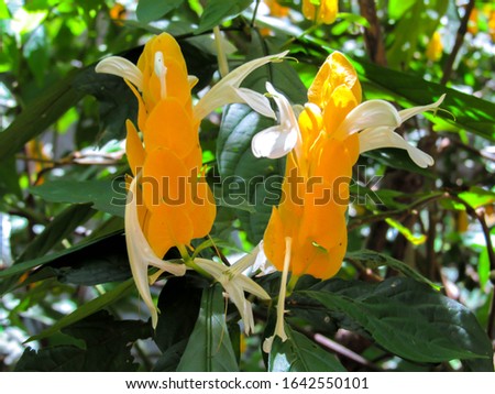 
pictures of flowers taken in the brazilian jungle