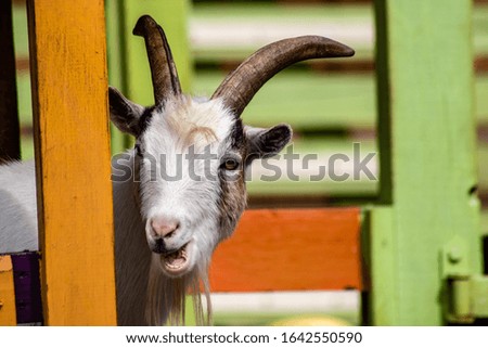 Picture of a cute little goat