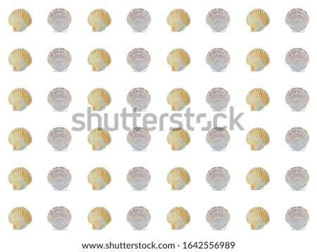 The shells of scallop. Seamless pattern on white background, own isolated photographs of the author of the pattern are used.