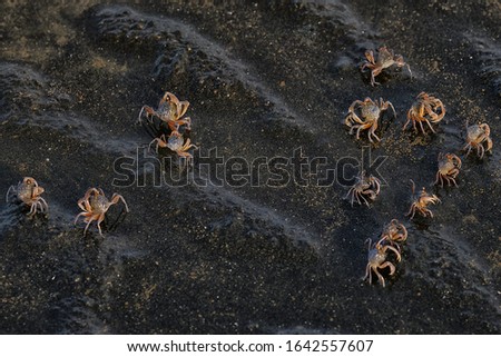 the blurry pictures : a group of small crabs enjoying the morning air on the beach at Jaring Halus, Langkat, Indonesia