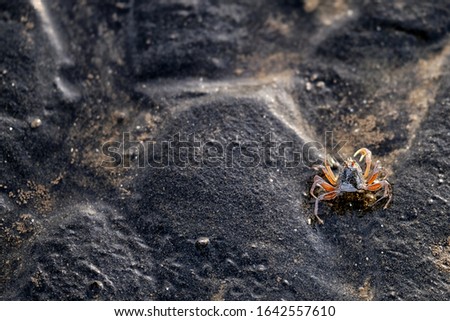 the blurry pictures : a group of small crabs enjoying the morning air on the beach at Jaring Halus, Langkat, Indonesia