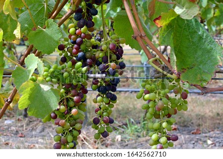 Closeup of bunches of Syrah Grapes Ripening in mid-summer, Marlborough Vineyard, New Zealand.