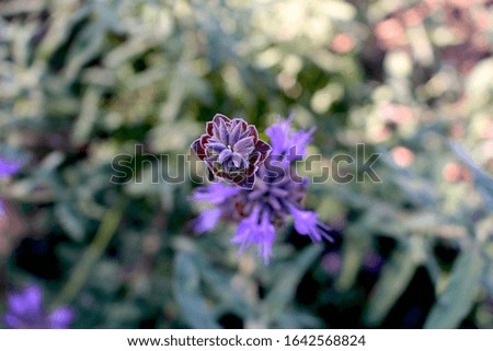CLOSEUP PICTURES OF PURPLE FLOWERS