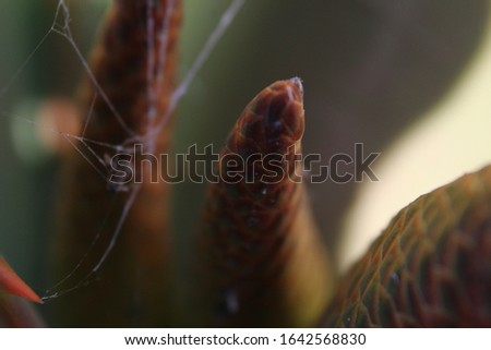 CLOSEUP PICTURES OF A PLANT