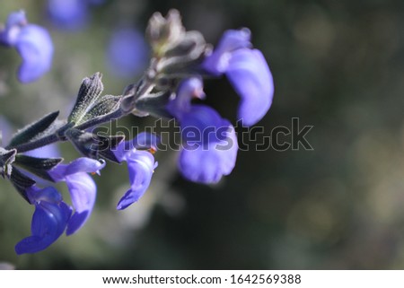 CLOSEUP PICTURE OF PURPLE BLUE FLOWERS