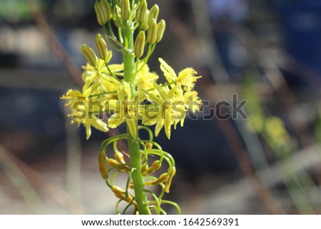 CLOSEUP PICTURE OF YELLOW FLOWERS