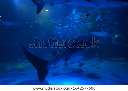 See whale sharks swimming in the aquarium