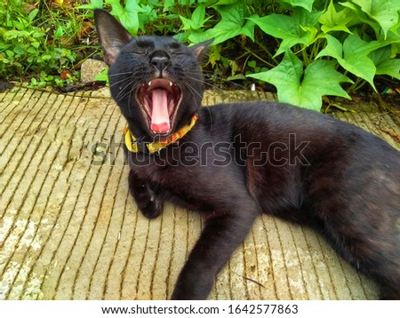 Black cat that evaporates because it's sleepy in the garden