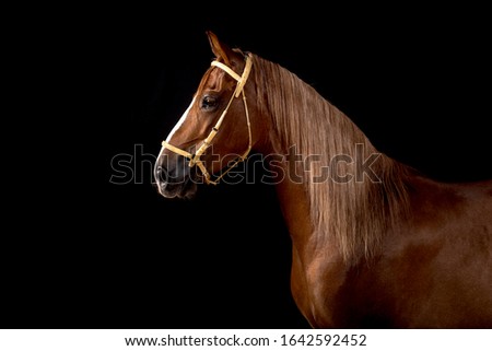 Horse and studio sorrel un color