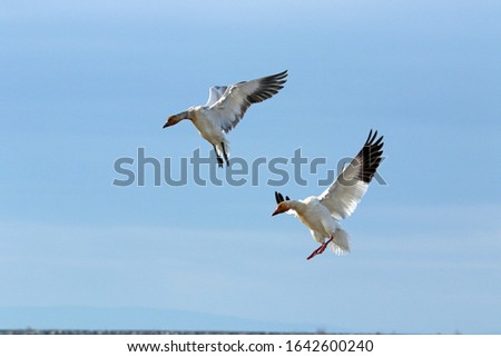 Snow geese landing on beach