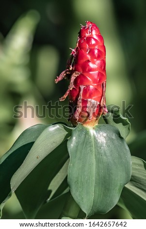 Red flower in a tropical garden