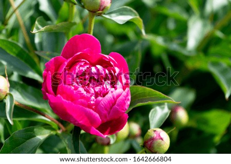 Red peony flower on a background of green leaves in the garden.