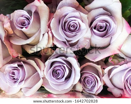 
Beautiful purple roses close-up background

