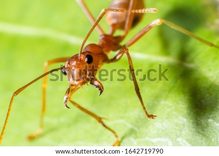 Red ant. Ant walking to Foraging on a branch.
