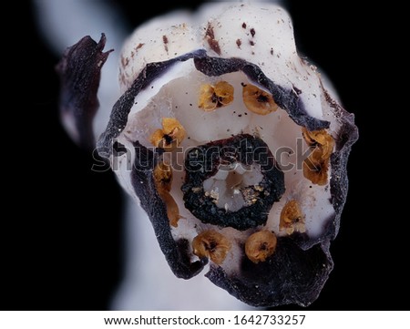 Monotropa uniflora , Ghost Pipe, Macro lens