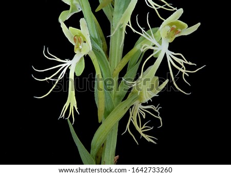 Platanthera lacera, Green-fringed Orchid, Flower Macro lens