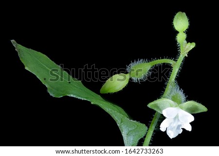 Circaea quadrisulcata flower, Macro lens