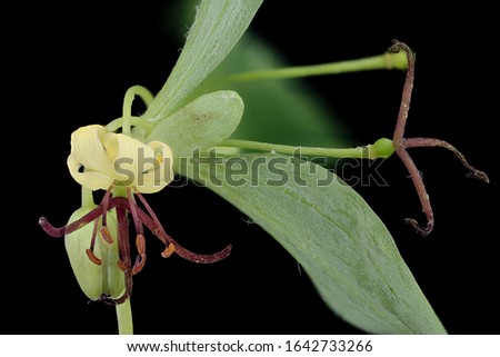 Medeola virginiana, Indian Cucumber Root, Macro lens