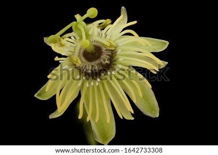 Passiflora lutea, Flower Macro lens