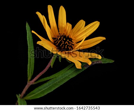 Helianthus angustifolius sunflower, Flower Macro lens