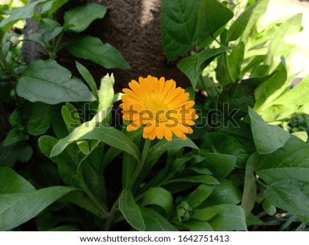 Calendula officinalis, the pot marigold, ruddles, common marigold or Scotch marigold, is a plant in the genus Calendula of the family Asteraceae. It is probably native to southern Europe.
