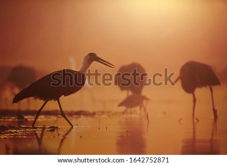 The Woolly necked storks fishing